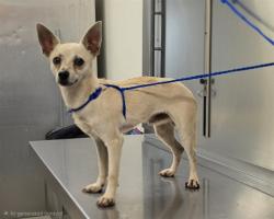 Shelter Stray Male Dog last seen Near BLOCK SW 143RD CT, Doral, FL 33122