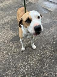 Shelter Stray Male Dog last seen Near BLOCK NW 137TH AVE, Doral, FL 33122