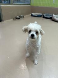Shelter Stray Male Dog last seen , Los Angeles, CA 90025