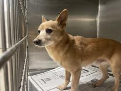 Shelter Stray Male Dog last seen , Los Angeles, CA 90025