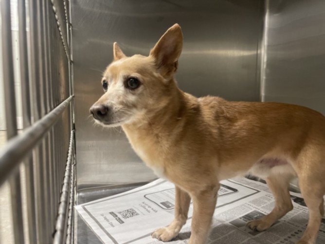 Shelter Stray Male Dog last seen , Los Angeles, CA 90025