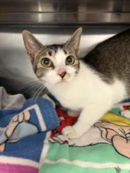 Shelter Stray Female Cat last seen , Los Angeles, CA 90025