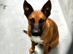 Shelter Stray Female Dog last seen , Los Angeles, CA 90025
