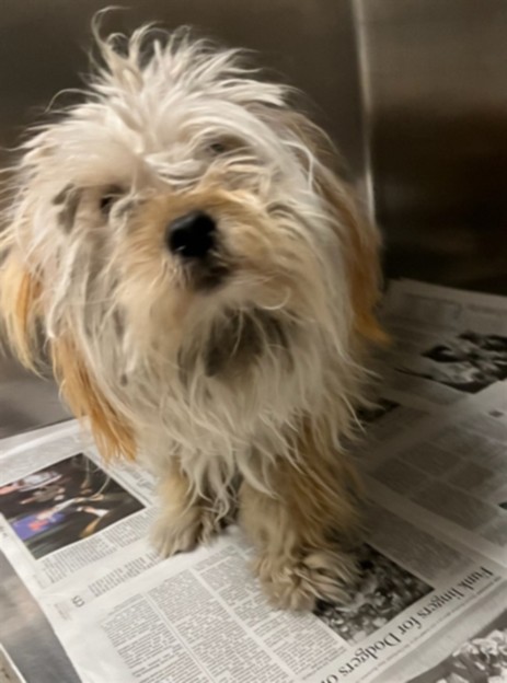 Shelter Stray Male Dog last seen , Los Angeles, CA 90025