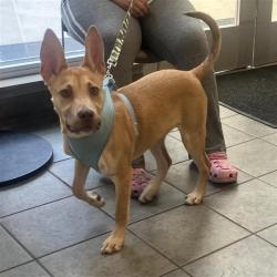 Shelter Stray Male Dog last seen BLOCK OF 100 RANCH VALLEY, San Antonio, TX 78227
