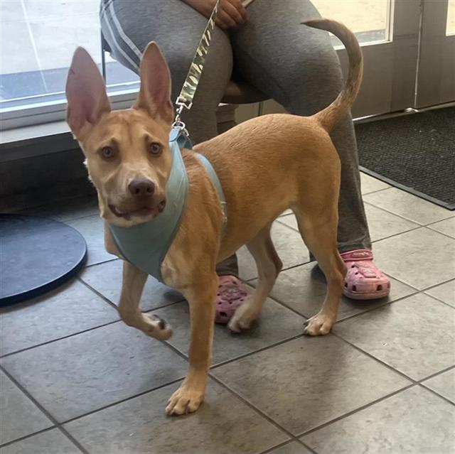 Shelter Stray Male Dog last seen BLOCK OF 100 RANCH VALLEY, San Antonio, TX 78227