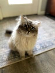 Reunited Male Cat last seen Dillard Drive SE and Cogan Drive, Palm Bay, FL 32909