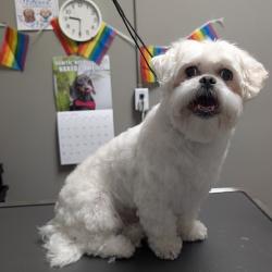Shelter Stray Male Dog last seen Near BLOCK W CRAIG RD, LAS VEGAS NV 89130, Las Vegas, NV 89101