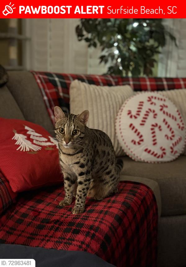 Lost Female Cat last seen Harbor Lights Community off of 10th Ave North, Surfside Beach, SC 29575