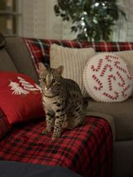 Lost Female Cat last seen Harbor Lights Community off of 10th Ave North, Surfside Beach, SC 29575