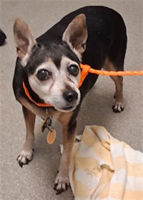 Shelter Stray Female Dog last seen Near BLOCK EXTREME SHEAR AVE, HENDERSON NV 89011, Las Vegas, NV 89101