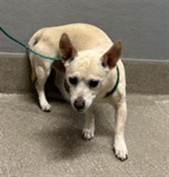 Shelter Stray Male Dog last seen Near BLOCK OF STOCKTON AVE, Las Vegas, NV 89101