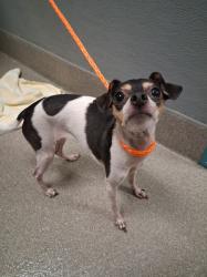 Shelter Stray Female Dog last seen N COMMERCE ST & W CAREY AVE, Las Vegas, NV 89101