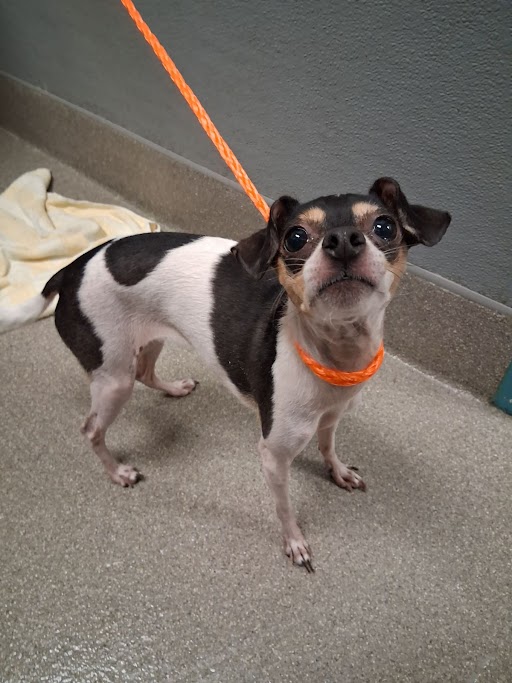 Shelter Stray Female Dog last seen N COMMERCE ST & W CAREY AVE, Las Vegas, NV 89101