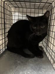 Shelter Stray Unknown Cat last seen Near BLOCK VEGAS DR, Las Vegas, NV 89101