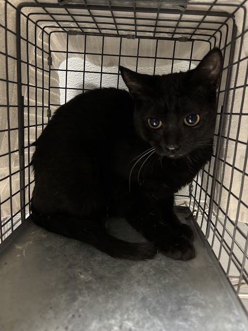 Shelter Stray Unknown Cat last seen Near BLOCK VEGAS DR, Las Vegas, NV 89101