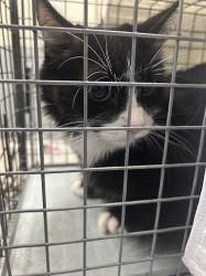 Shelter Stray Female Cat last seen Near BLOCK S DURANGO RD BLOCK, Las Vegas, NV 89101