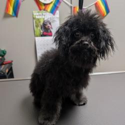 Shelter Stray Female Dog last seen UNIVERSITY CENTER DR & E TWAIN AVE, Las Vegas, NV 89101
