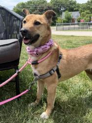 Lost Female Dog last seen Near Colony Lake Park, Schaumburg, IL 60194