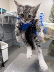 Shelter Stray Unknown Cat last seen Near BLOCK NETTIE AVE, LAS VEGAS NV 89110, Las Vegas, NV 89101