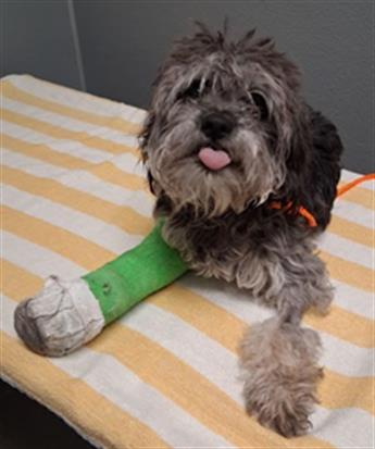 Shelter Stray Male Dog last seen Near BLOCK S EASTERN AVE, LAS VEGAS NV 89123, Las Vegas, NV 89101