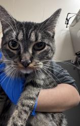 Shelter Stray Unknown Cat last seen Near BLOCK E DESERT INN RD, LAS VEGAS NV 89121, Las Vegas, NV 89101
