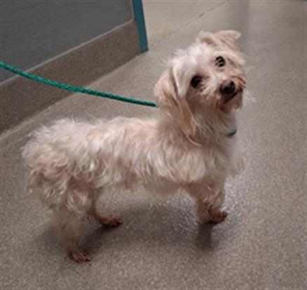 Shelter Stray Female Dog last seen PROGRESSO ST & SOFFERTO AVE, Las Vegas, NV 89101