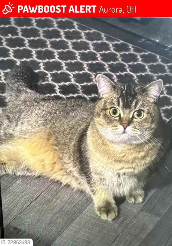 Lost Female Cat last seen fairview, Aurora, OH 44202