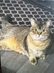 Lost Female Cat last seen fairview, Aurora, OH 44202