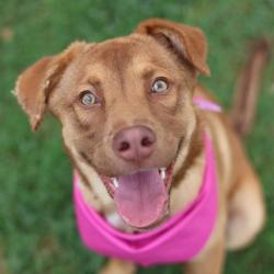 Shelter Stray Female Dog last seen Near BLOCK AVANT, San Antonio, TX 78227