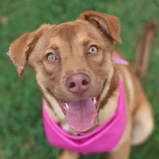 Shelter Stray Female Dog last seen Near BLOCK AVANT, San Antonio, TX 78227