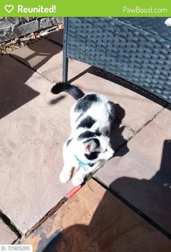 Reunited Male Cat last seen Moorland road , Cardiff, Wales CF24 2LL