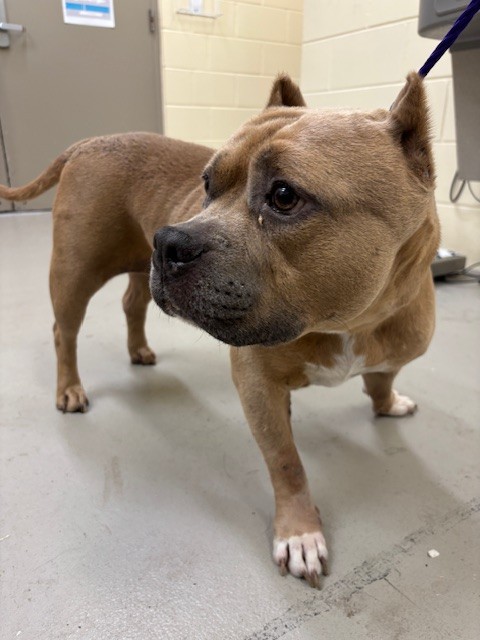 Shelter Stray Female Dog last seen , Sanford, FL 32773