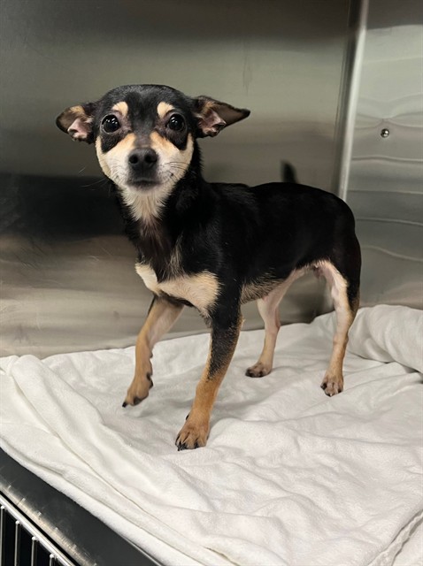 Shelter Stray Female Dog last seen VEECH RD/JONES DR LEESBURG, Deer Island, FL 32778