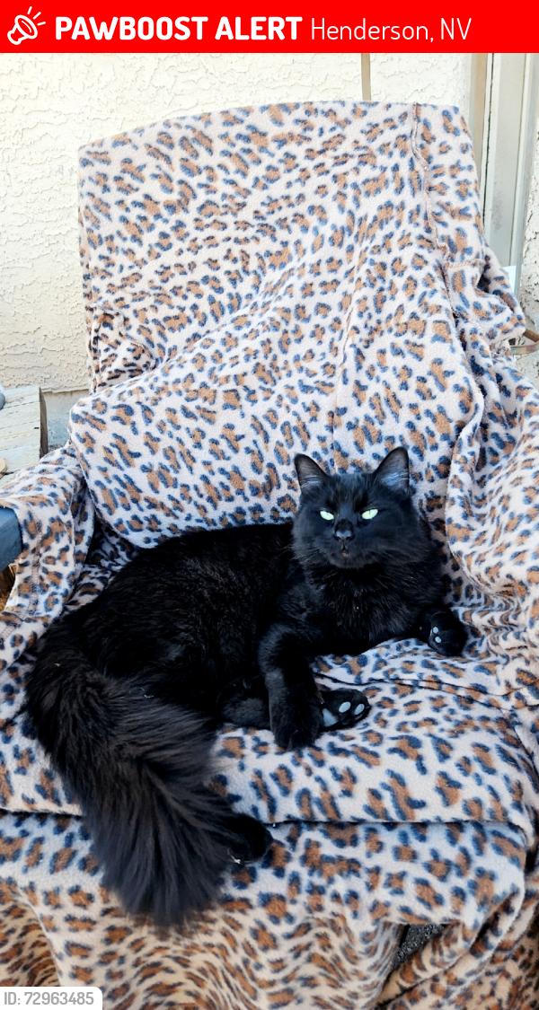 Lost Female Cat last seen Heather Dr & Appian Way, Henderson, NV 89002