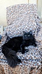 Lost Female Cat last seen Heather Dr & Appian Way, Henderson, NV 89002