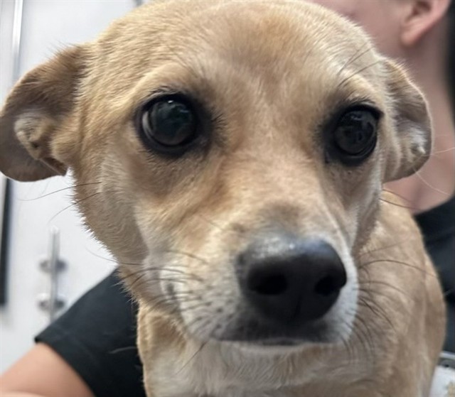 Shelter Stray Female Dog last seen , Tucson, AZ 85745