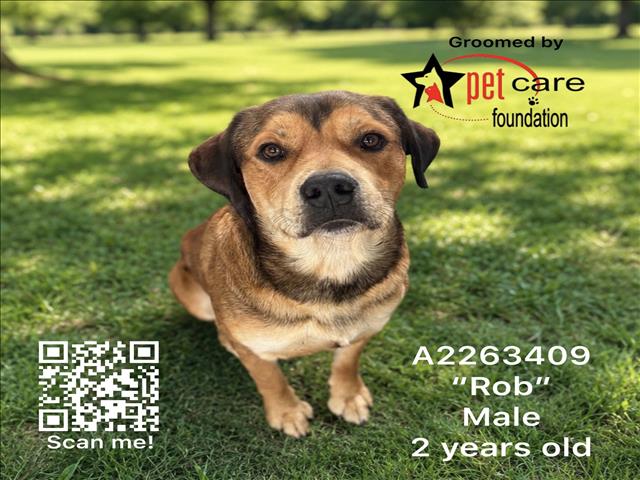 Shelter Stray Male Dog last seen , Los Angeles, CA 90031
