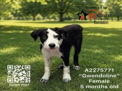Shelter Stray Female Dog last seen , Los Angeles, CA 90031