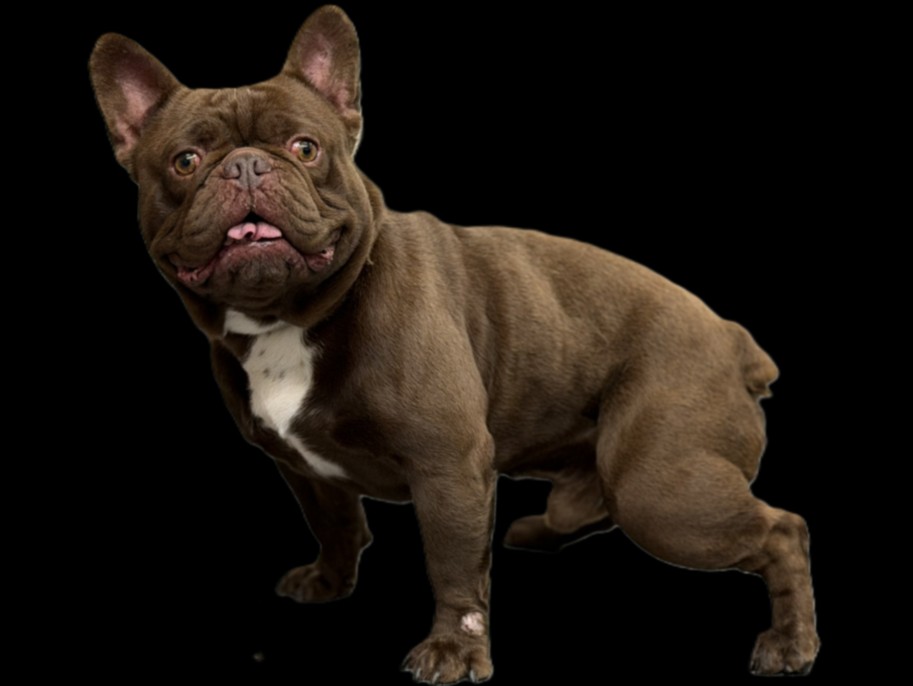 Shelter Stray Male Dog last seen , 3201 Lacy St, Los Angeles, CA 90031, USA