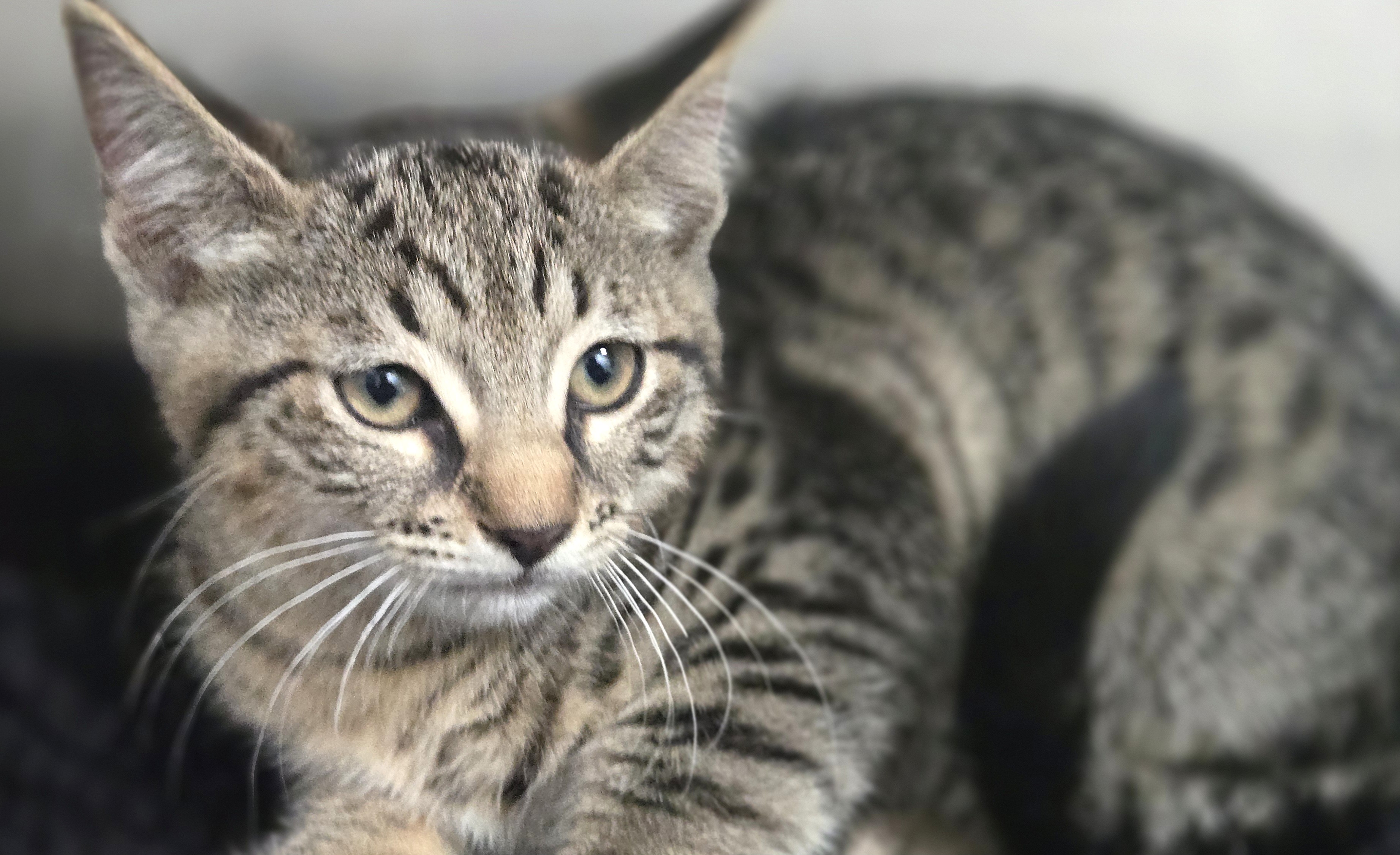 Shelter Stray Female Cat last seen , Los Angeles, CA 90031