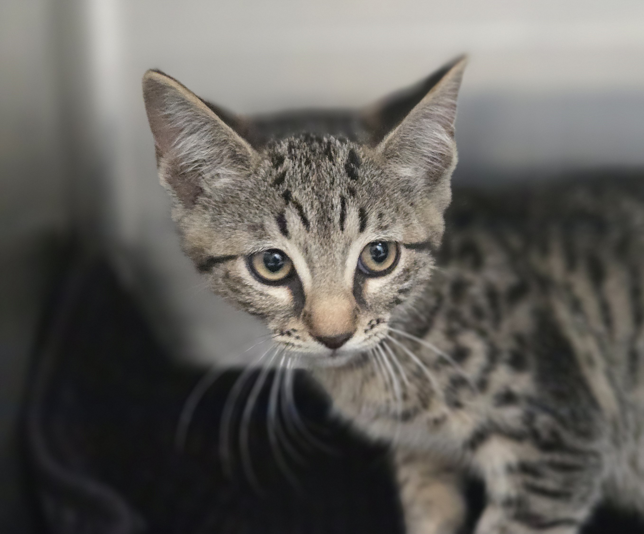 Shelter Stray Female Cat last seen , Los Angeles, CA 90031