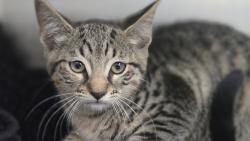 Shelter Stray Female Cat last seen , Los Angeles, CA 90031