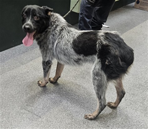 Shelter Stray Male Dog last seen , Los Angeles, CA 90031