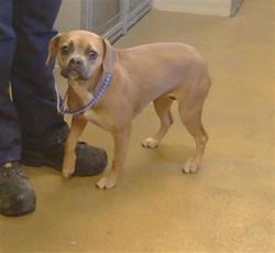 Shelter Stray Female Dog last seen FOLSOM BLVD/LA RIVIERA DR, 95826, Sacramento, CA 95827