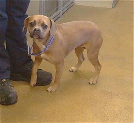 Shelter Stray Female Dog last seen FOLSOM BLVD/LA RIVIERA DR, 95826, Sacramento, CA 95827