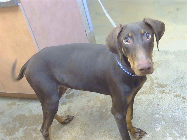 Shelter Stray Male Dog last seen ANTELOPE RD/ROSEVILLE RD, CITRUS HEIGHTS CA 95621, Sacramento, CA 95827