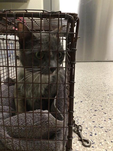 Shelter Stray Female Cat last seen 120TH AND COLORADO BLVD, Brighton, CO 80601