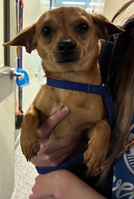Shelter Stray Male Dog last seen Near BLOCK CONIFER RD, Brighton, CO 80601
