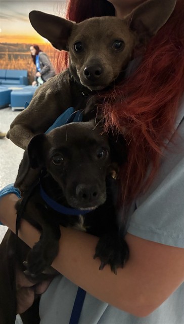 Shelter Stray Female Dog last seen Near BLOCK CONIFER RD, Brighton, CO 80601